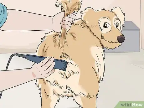 Image intitulée Shave Your Dog Step 13