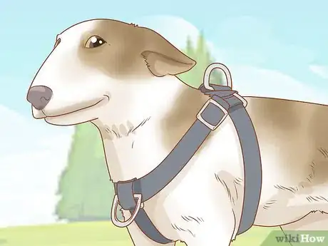 Image intitulée Put on a Dog Harness Step 15
