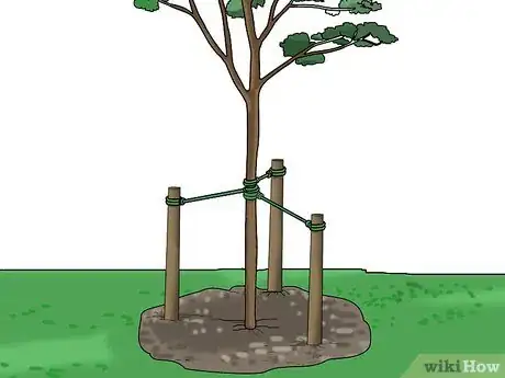 Image intitulée Stake up a Bush or Tree Step 8