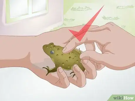 Image intitulée Raise Frogs Step 27