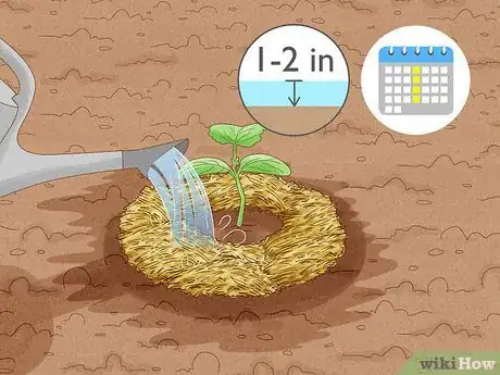 Image intitulée Grow Cucumbers Step 15