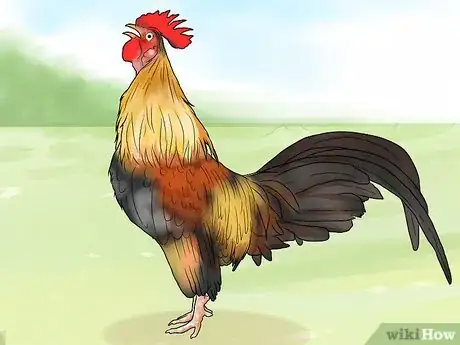 Image intitulée Stop a Rooster from Crowing Step 1