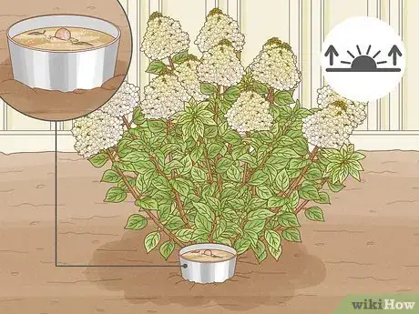 Image intitulée Care for Limelight Hydrangeas Step 16