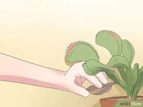 Image intitulée Care for Venus Fly Traps Step 16