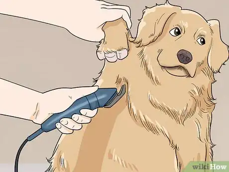 Image intitulée Shave Your Dog Step 11