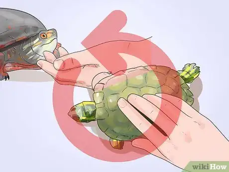 Image intitulée Pet a Turtle Step 8