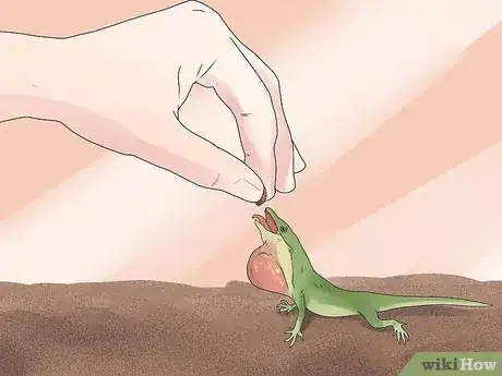 Image intitulée Care for Green Anole Lizards Step 5