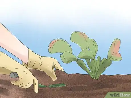 Image intitulée Care for Venus Fly Traps Step 13