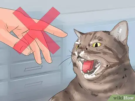 Image intitulée Get Your Cat to Stop Hissing Step 9