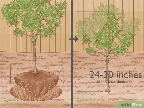 Image intitulée Prune a Fruit Tree Step 3