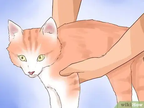 Image intitulée Pick Up a Cat Step 4