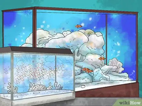 Image intitulée Breed Clownfish Step 11