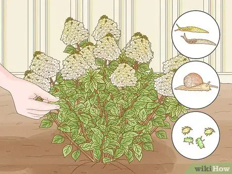 Image intitulée Care for Limelight Hydrangeas Step 15