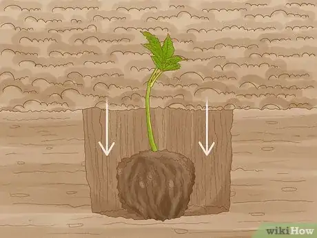 Image intitulée Grow Chestnut Trees Step 12