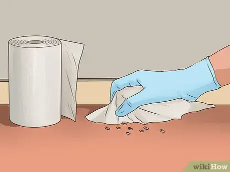 Image intitulée Clean Rat Droppings Step 5