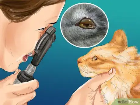 Image intitulée Diagnose and Treat Bulging Eye in Cats Step 1