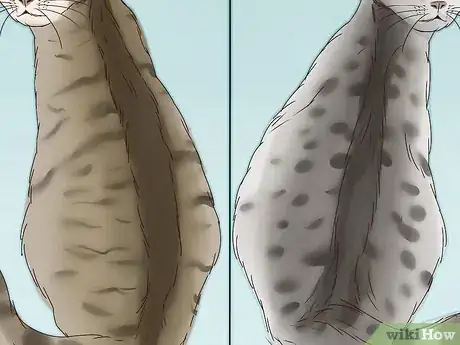 Image intitulée Identify a Tabby Cat Step 13