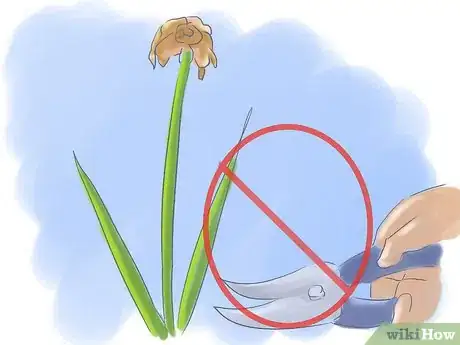 Image intitulée Take Care of Irises when Their Flowers Die Step 3