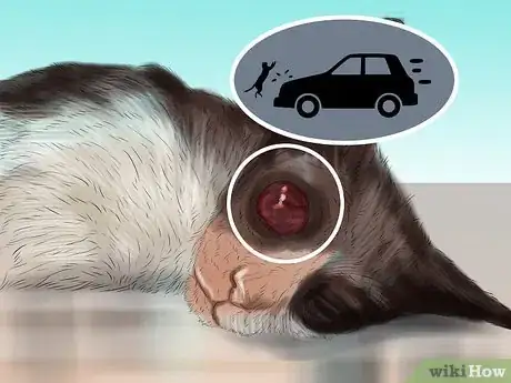 Image intitulée Diagnose and Treat Bulging Eye in Cats Step 2