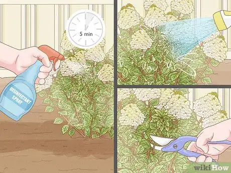 Image intitulée Care for Limelight Hydrangeas Step 22