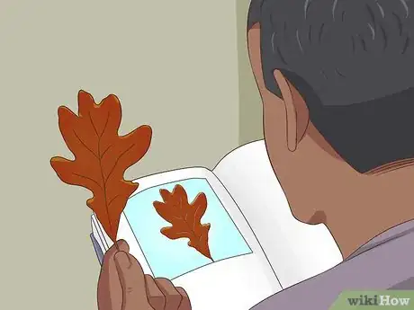Image intitulée Identify Oak Trees Step 3