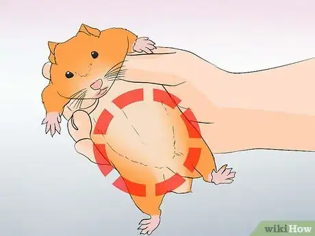 Image intitulée Breed Syrian Hamsters Step 17