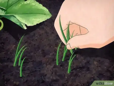 Image intitulée Grow Cantaloupe Step 9