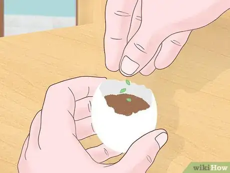 Image intitulée Fertilize Soil With Eggshells Step 17