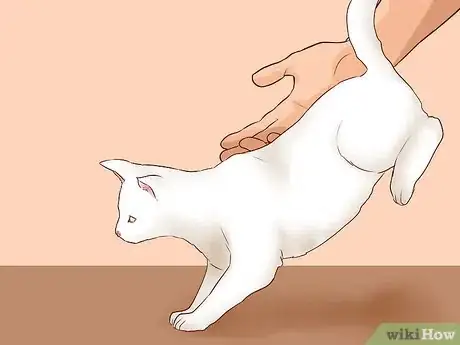 Image intitulée Pick Up a Cat Step 9