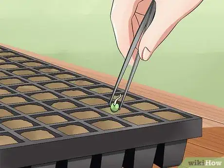 Image intitulée Germinate Cannabis Seeds Step 17