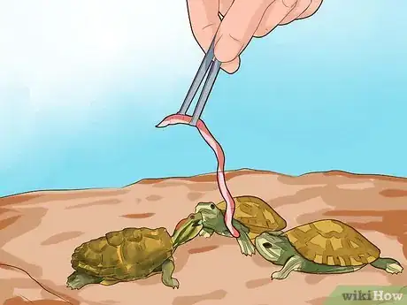 Image intitulée Know What to Feed a Turtle Step 6