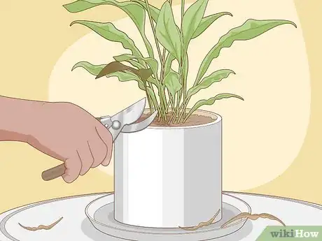 Image intitulée Care for Peace Lilies Step 4