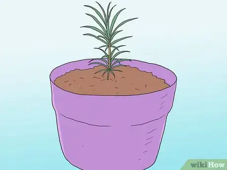 Image intitulée Grow Pine Trees Step 2