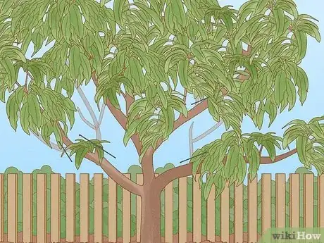 Image intitulée Prune a Fruit Tree Step 8