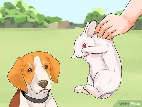 Image intitulée Train a Dog for Rabbit Hunting Step 9