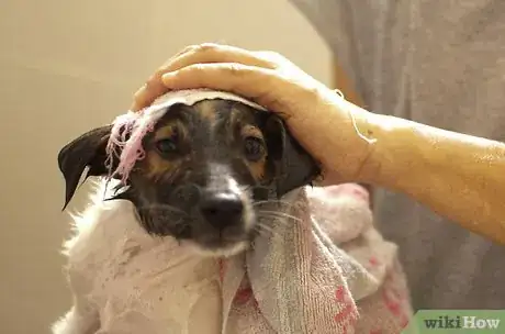 Image intitulée Bathe a Puppy for the First Time Step 26