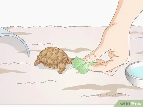 Image intitulée Take Care of a Baby Tortoise Step 8