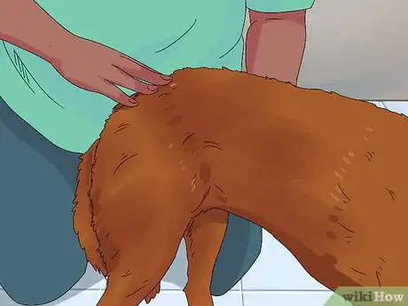 Image intitulée Determine if Your Dog Is Obese Step 3