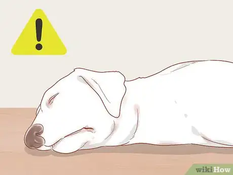 Image intitulée Know When Your Dog is Sick Step 3