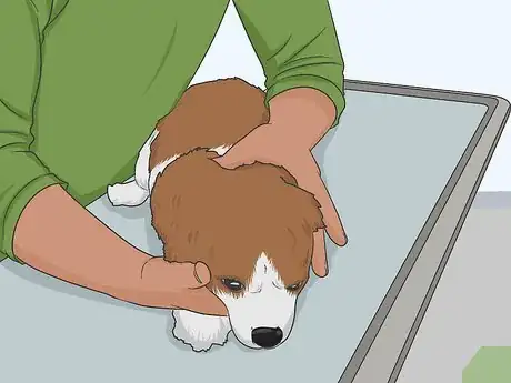 Image intitulée Check Your Dog's Eyes Step 14