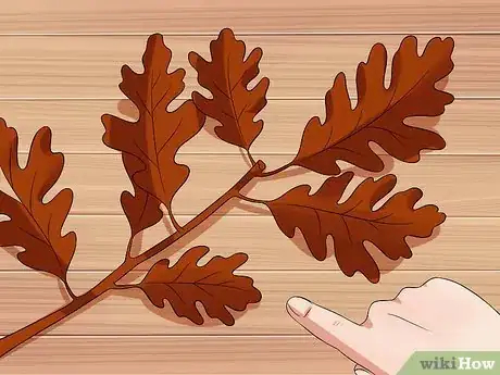 Image intitulée Identify Oak Trees Step 4