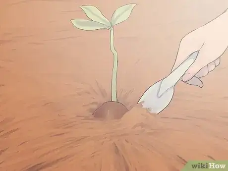 Image intitulée Grow an Oak Tree from an Acorn Step 11