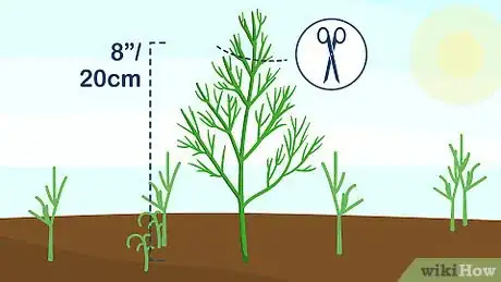 Image intitulée Grow Dill Step 9