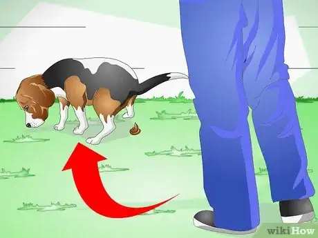 Image intitulée Treat Dog Constipation Step 7
