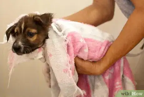 Image intitulée Bathe a Puppy for the First Time Step 24