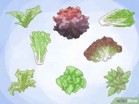 Image intitulée Grow Lettuce Indoors Step 1