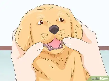 Image intitulée Pet a Dog Step 17