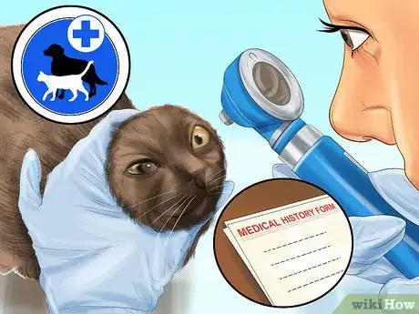 Image intitulée Diagnose and Treat Bulging Eye in Cats Step 5