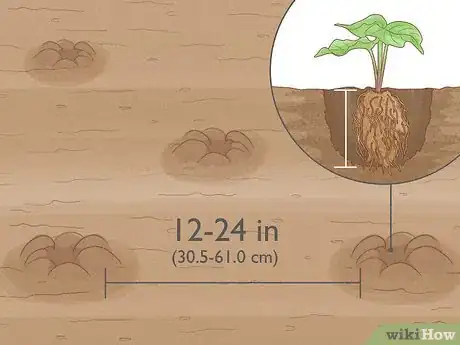 Image intitulée Grow Sweet Potatoes Step 16