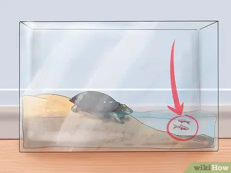 Image intitulée Keep Your Turtle Happy Step 9